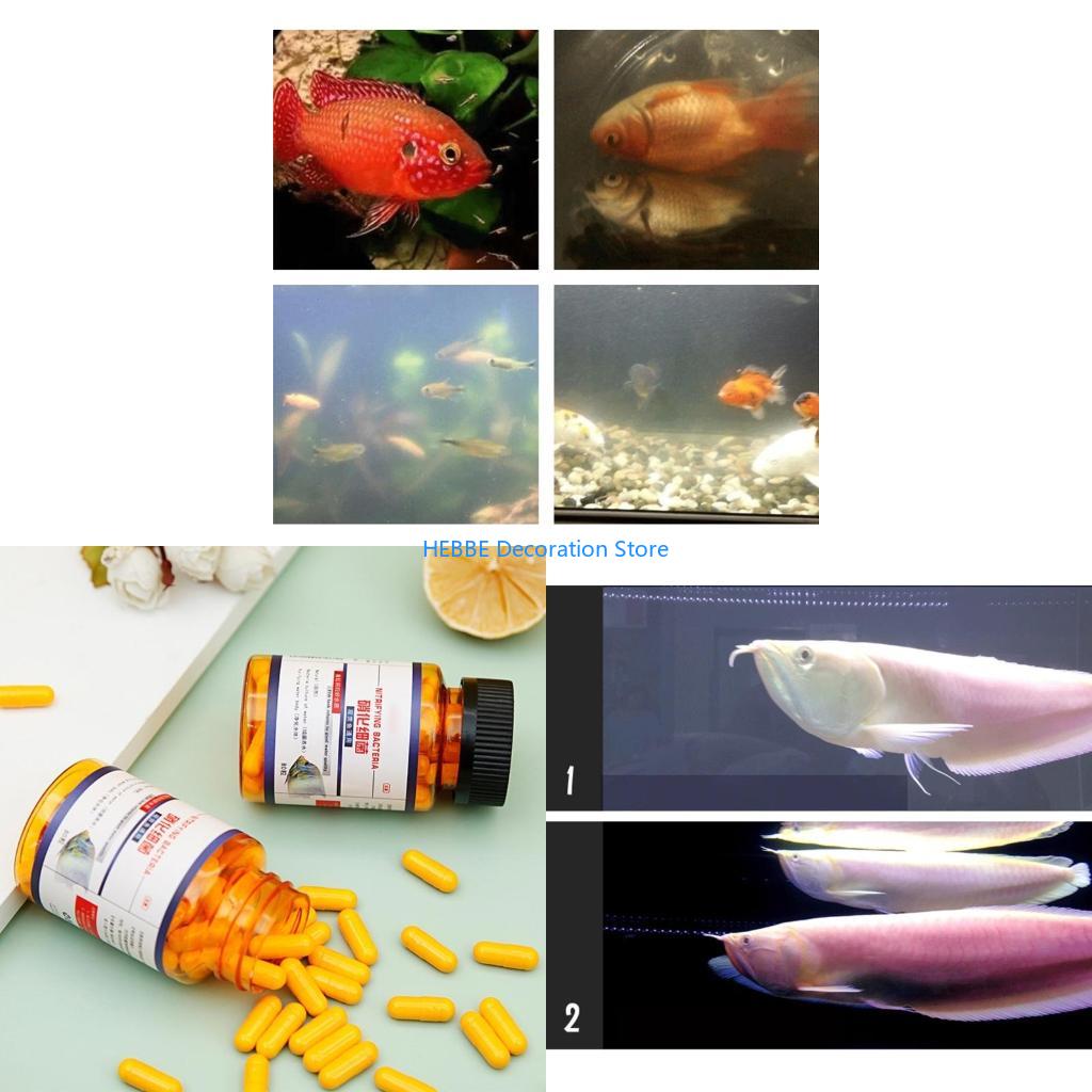 Aquarium Fish Medicine - B0KC Nitrifying Capsules Establish Nitrification System
