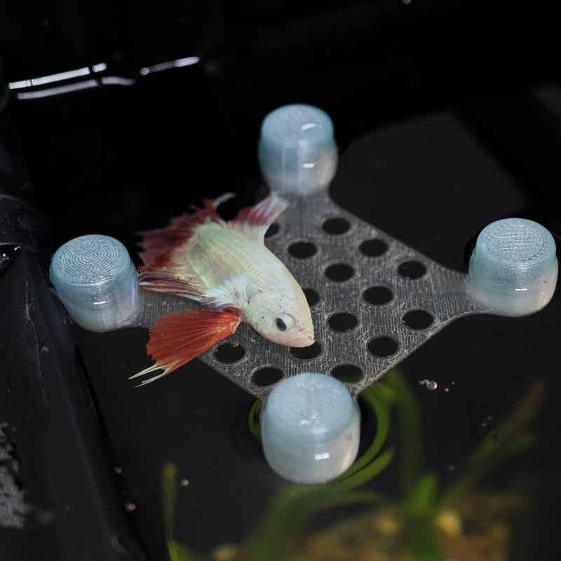 Betta Fish Rest Bed Suction Cu - Aquarium Fish Escape review and price