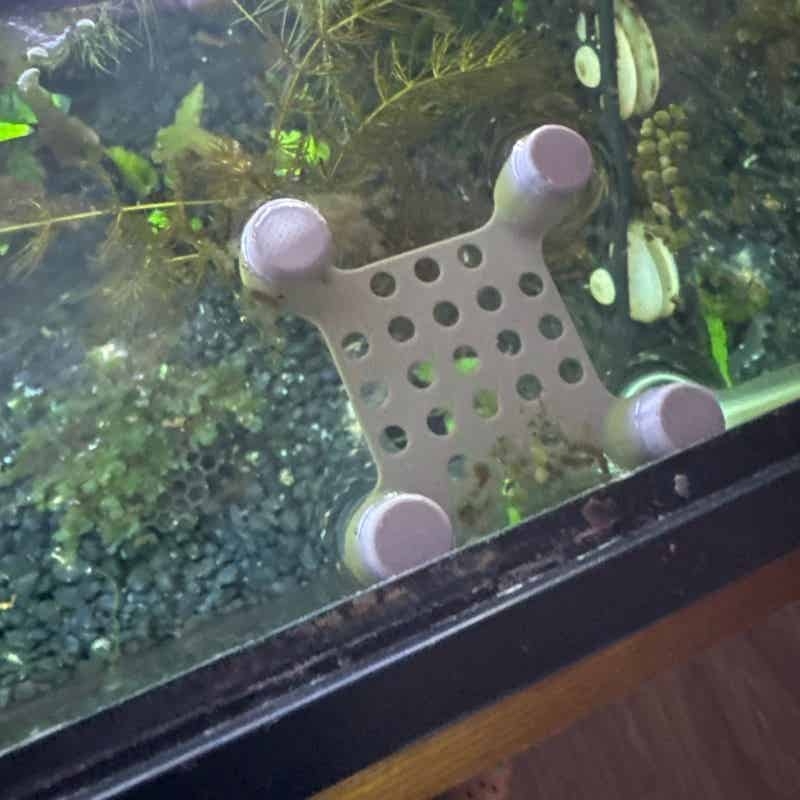 Betta Fish Rest Bed Suction Cu - Aquarium Fish Escape review and price