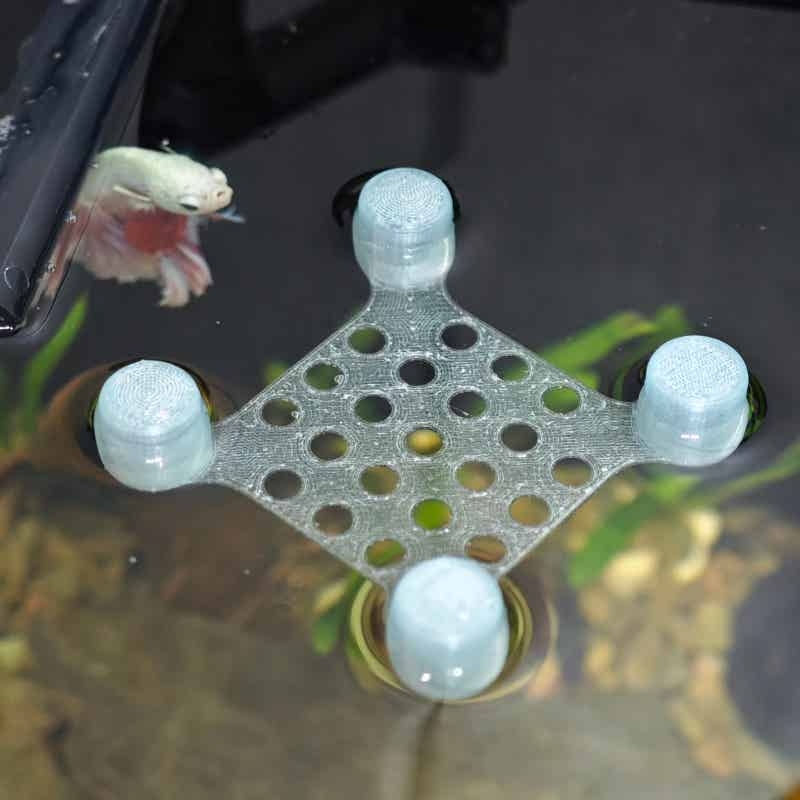 Betta Fish Rest Bed Suction Cu - Aquarium Fish Escape review and price