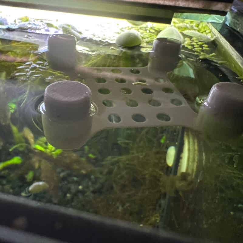 Betta Fish Rest Bed Suction Cu - Aquarium Fish Escape review and price