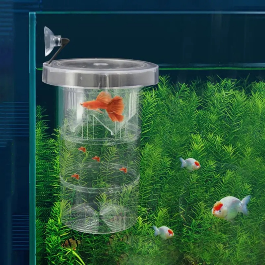 Acrylic Floating Fish Breeding - Aquarium Fish Escape review and price